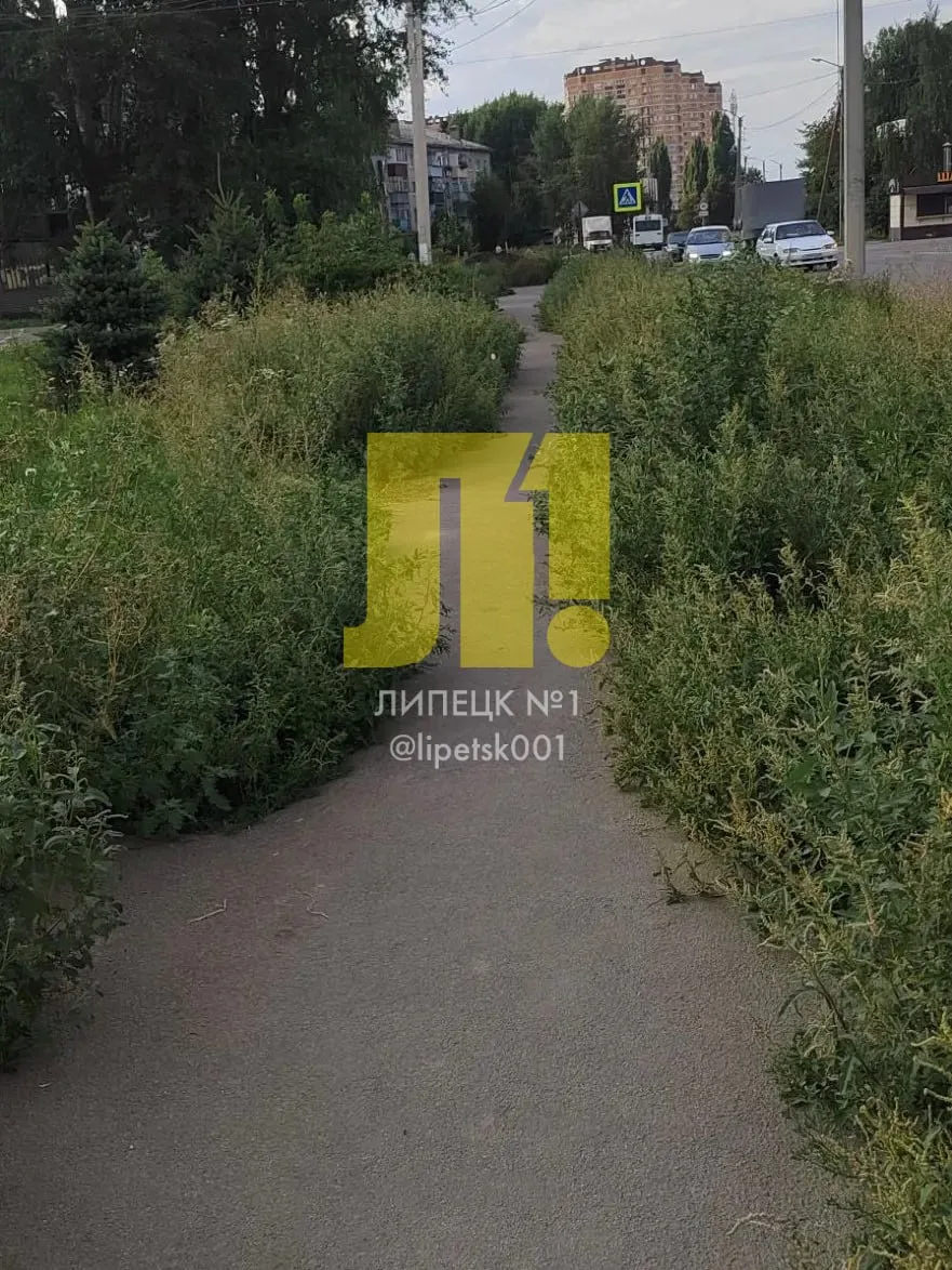 На Боевом проезде трава выросла высотой больше метра.