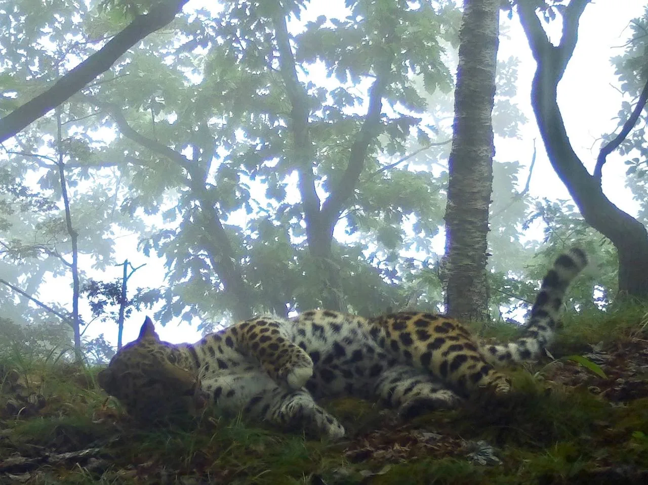 Шикарный и забавный самец Leo 239M 🐆  Продолжаем знакомиться с «Леопардами дружбы», на этот раз это 