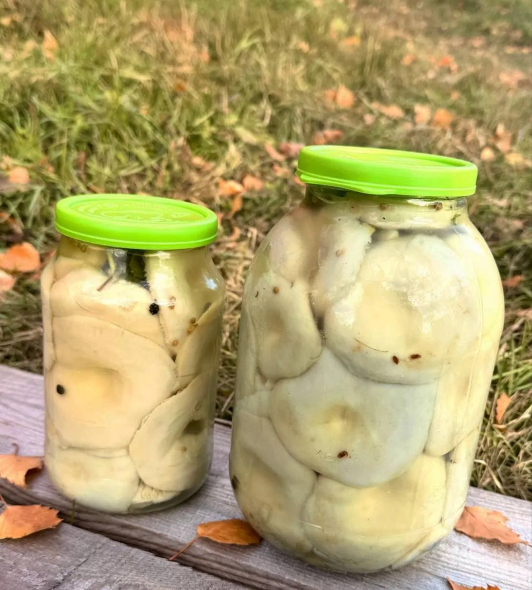 В продаже настоящие лесные  грузди из Ишимского р-на! 🍄‍🟫🔥  Сухие грузди горячего посола — хрустящие