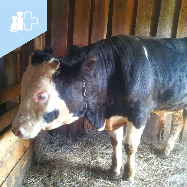 🐄 Подготовка коровника к осени: важные шаги уже сейчас! 

Лето подходит к концу, и самое время поза