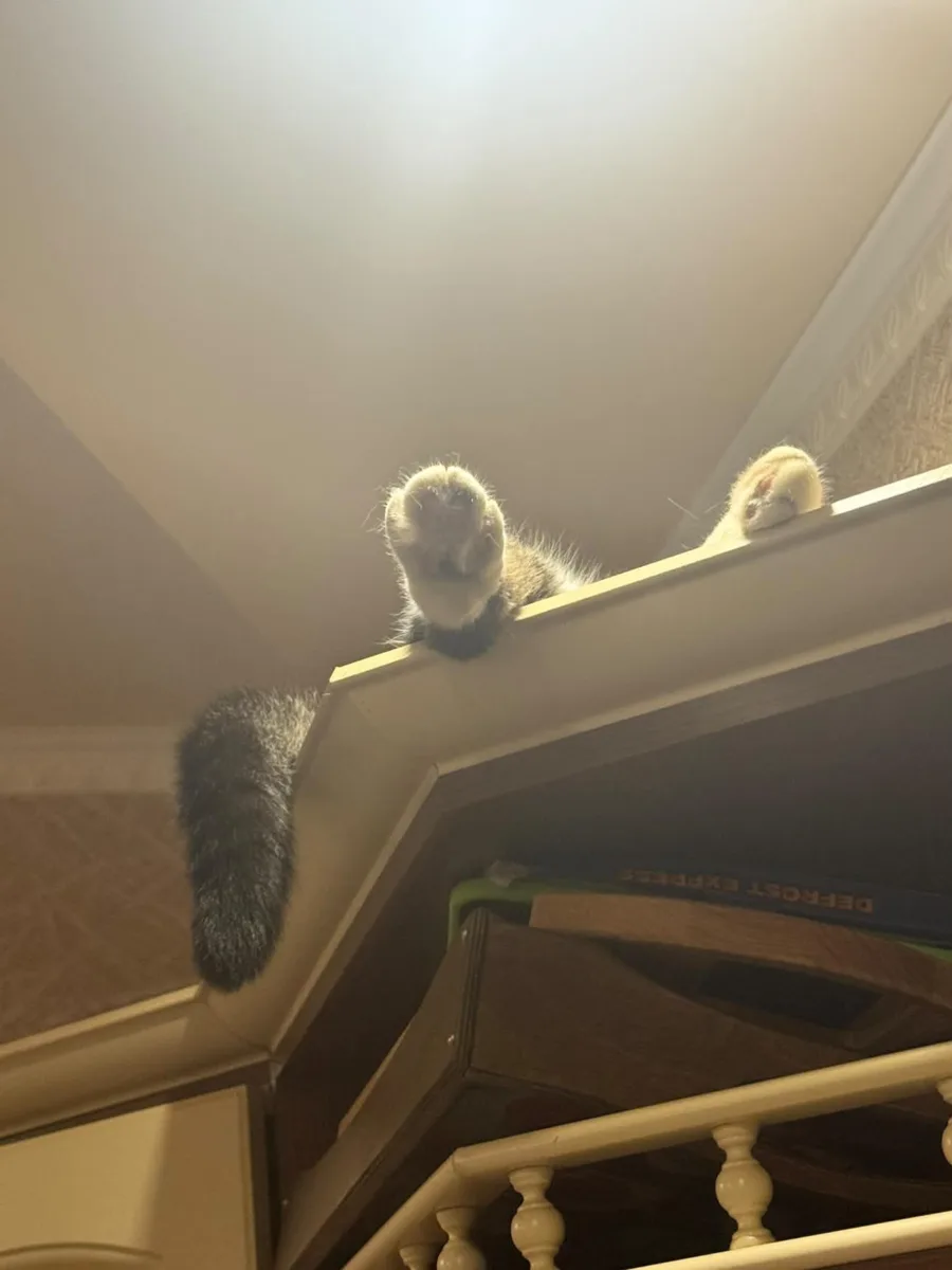 «Лапы и хвост — вот мои документы!» 😸