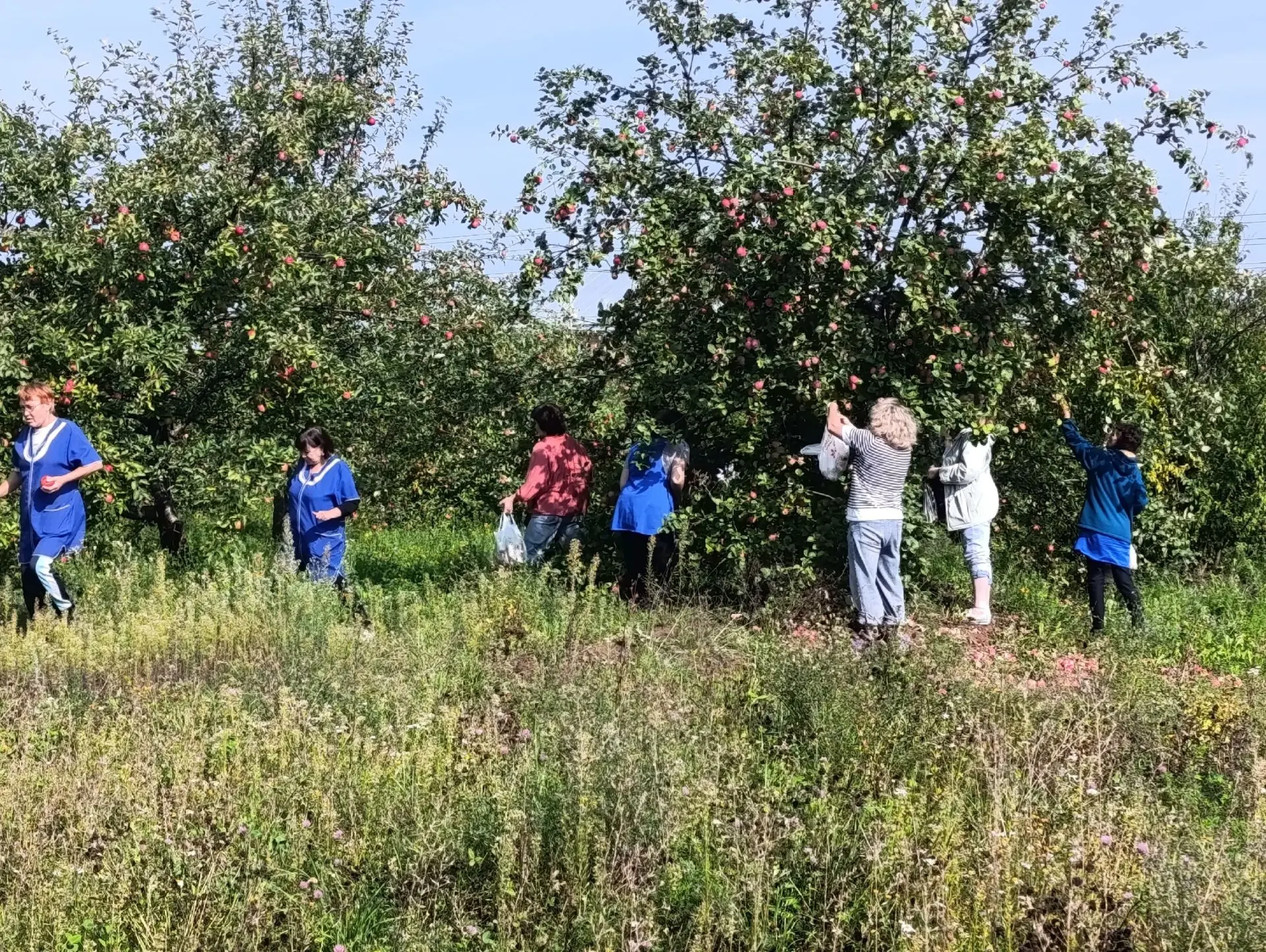 🍎В этом году в  яблоневом саду Урмарской СОШ ещё весной буйно цвели плодовые деревья. ...