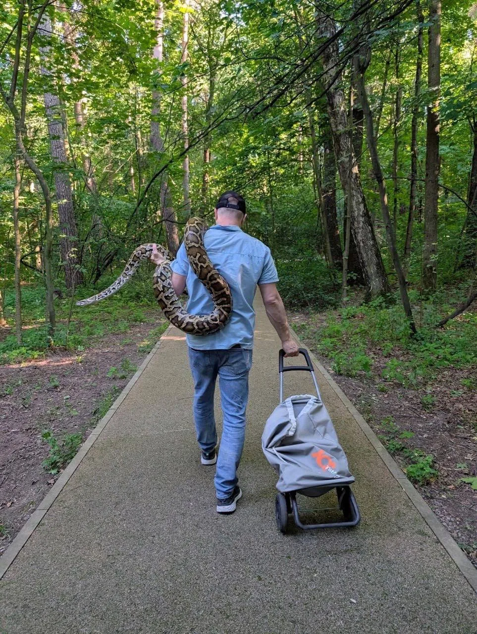 🐍 В парке Покровском-Стрешнево заметили мужчину с огромным питоном 😮