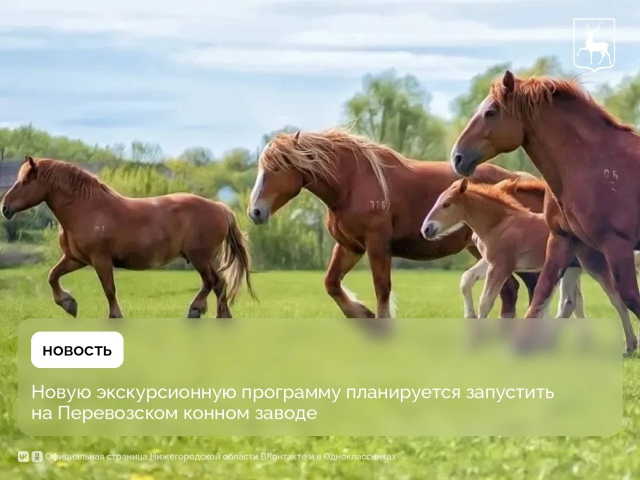 🐴Перевозский конный завод — одно из старейших конных предприятий России, основанное в ...