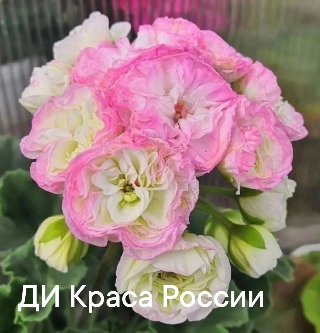 Объявления Новокуйбышевск. Самара. Область.