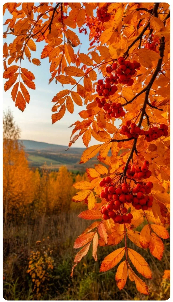 🍂🍂🍂