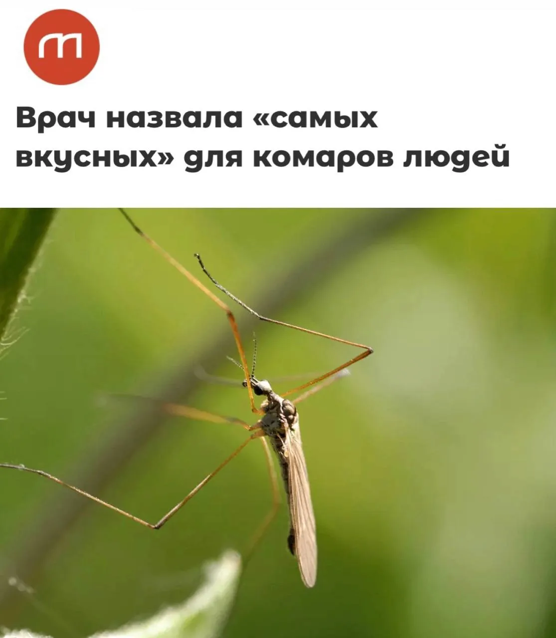 Врач рассказала, что комары чаще выбирают «более вкусных» для себя людей — в первую очередь спортсме
