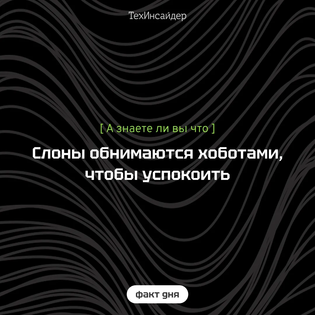 Слоны очень эмпатичны. Когда кто-то один в стаде боится, расстроен или скорбит, другие ...