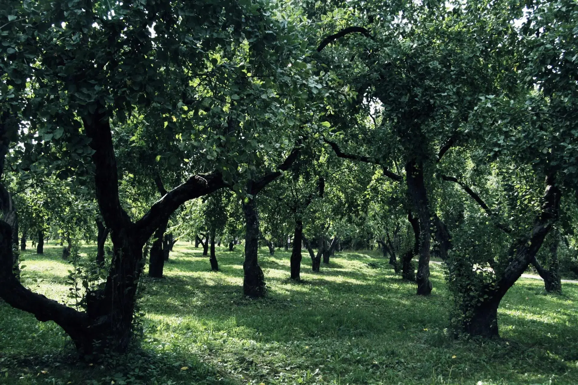 Прогулка по сентябрьским садам Коломенского 💚