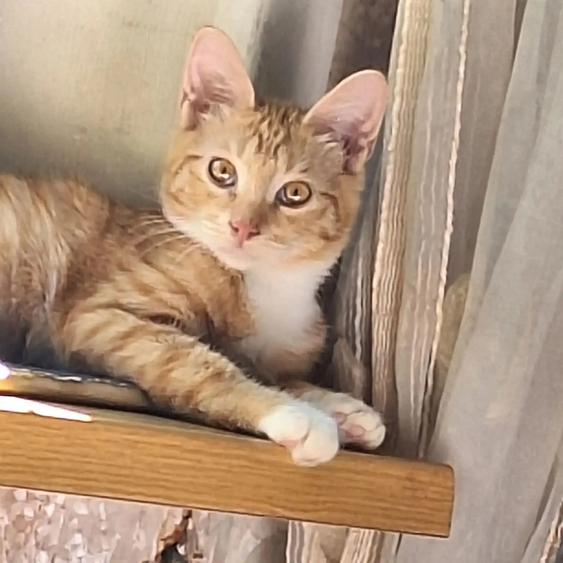 СРОЧНО НУЖЕН ДОМ КОТЯТАМ‼️‼️‼️