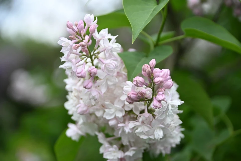 🌸В Омске в октябре неожиданно зацвела сирень.