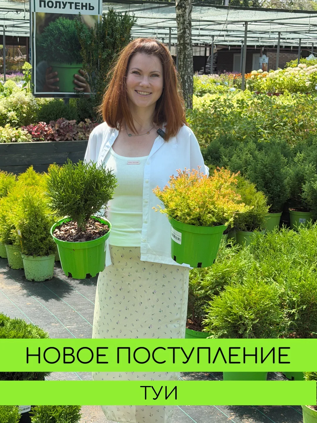 Туи нового сезона в наличии!