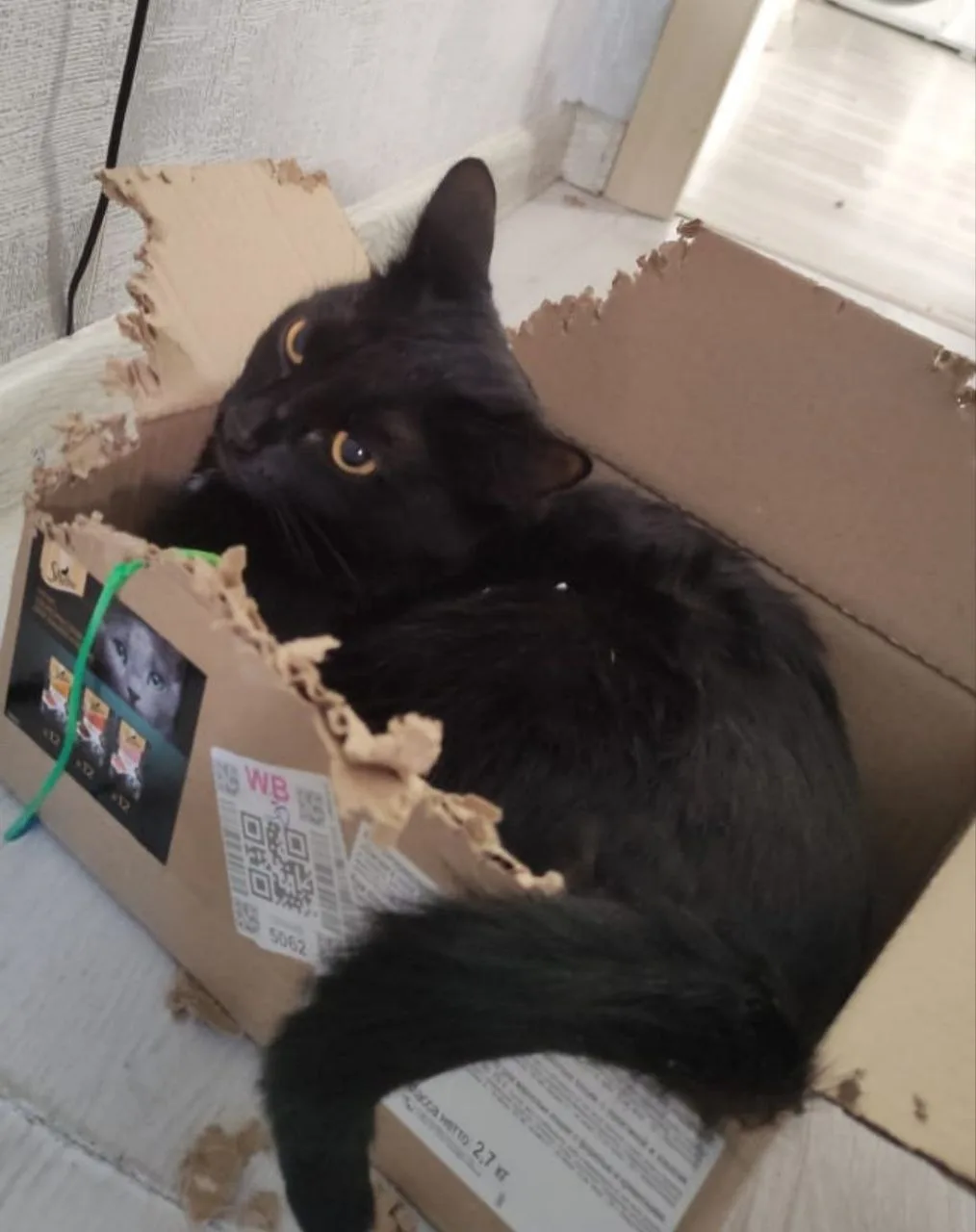 🐾 Криминальные хроники. Котосын Нафаня стал тюльпановым воришкой!  Друзья, а у нас снова привет из д