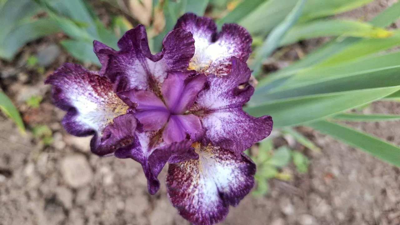 💐 Сегодня Международный день цветка! Мы рады поделиться с вами прекрасными снимками цветов, которые