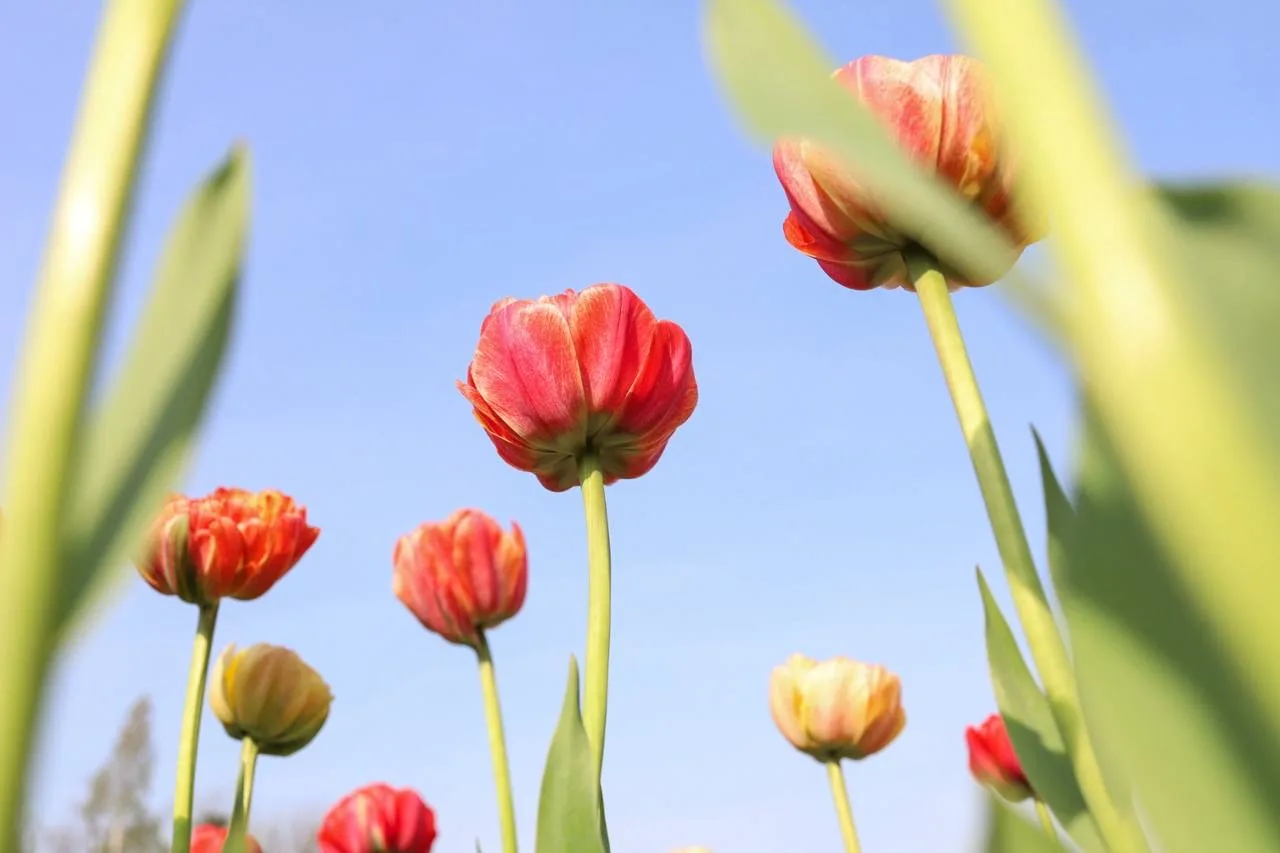🌷В Ботаническом Саду появились свои звёзды   Весна дарит нам много чудес, и одно из самых ярких — цв