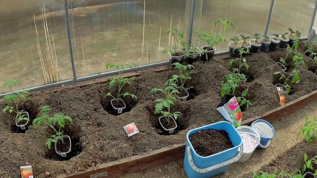 Высадка томатов в теплицу: правила и сроки 🍅🌱

Первая декада мая — время высадки рассады томатов в