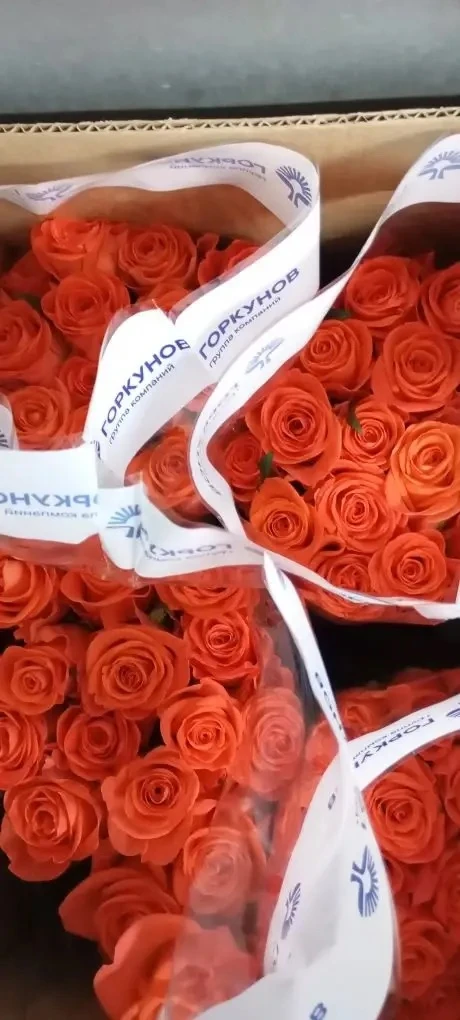 Поступление Роза от крупнейшего тепличного комбината г. Новосибирск