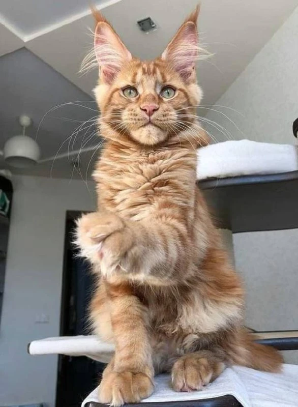 🐈‍⬛ Фестиваль гигантских кошек породы мейн-кун проходит 25-26 июля в Лофт проекте Этажи 

💰400₽, д