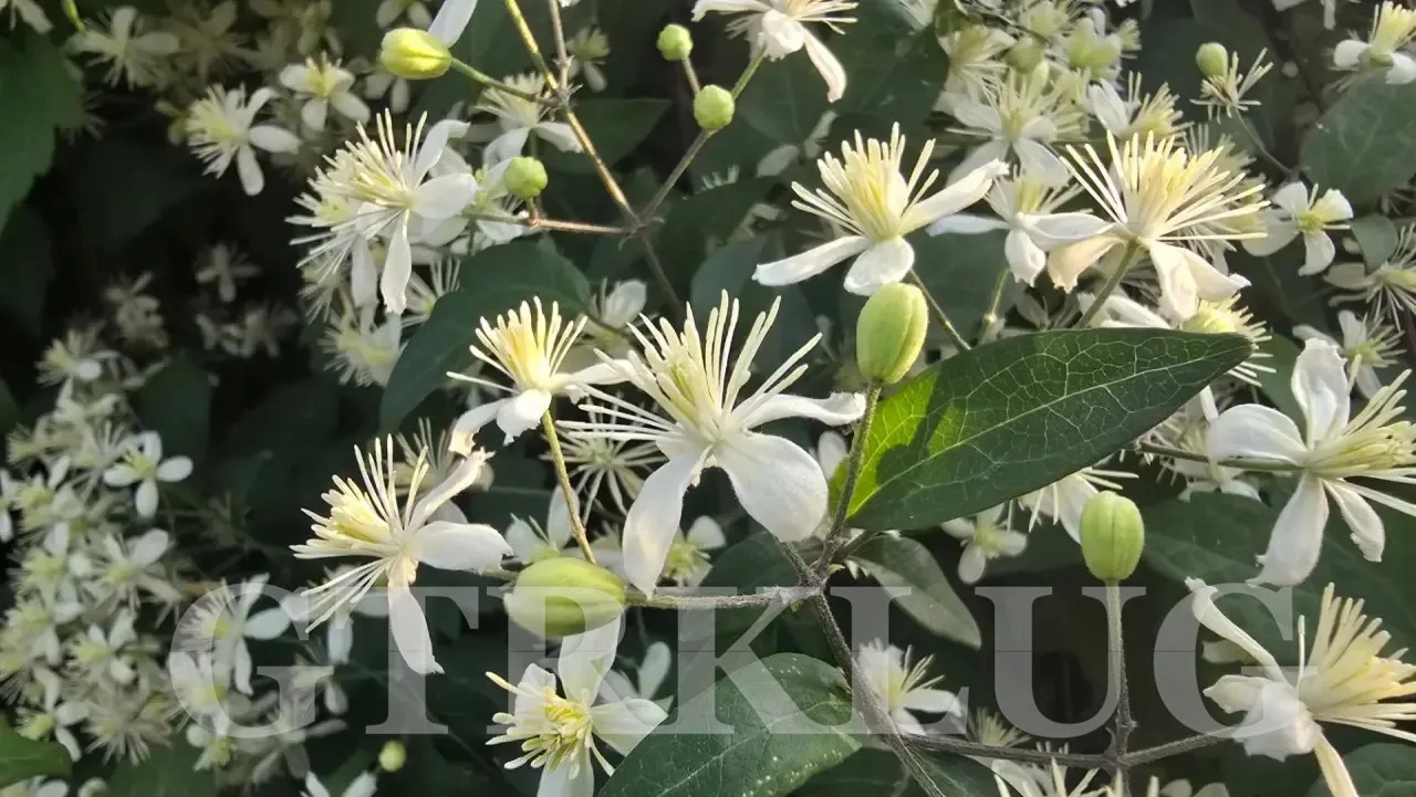 🌸 В Луганске продолжают зацветать деревья