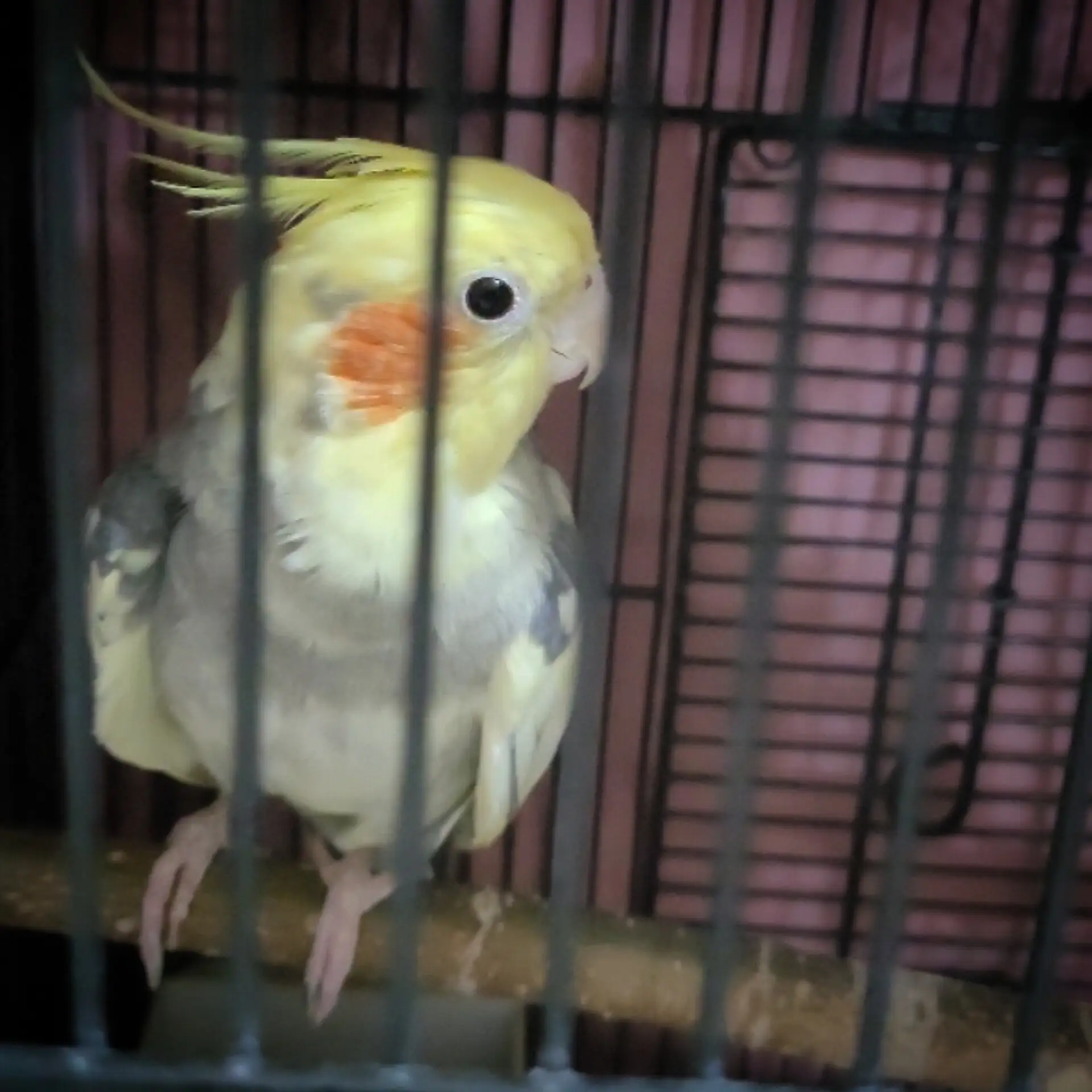 Ямка, горшок и побег

   🐦‍⬛🐦‍⬛🐦‍⬛
Что-то птичек в моей жизни последнее время становится много. У