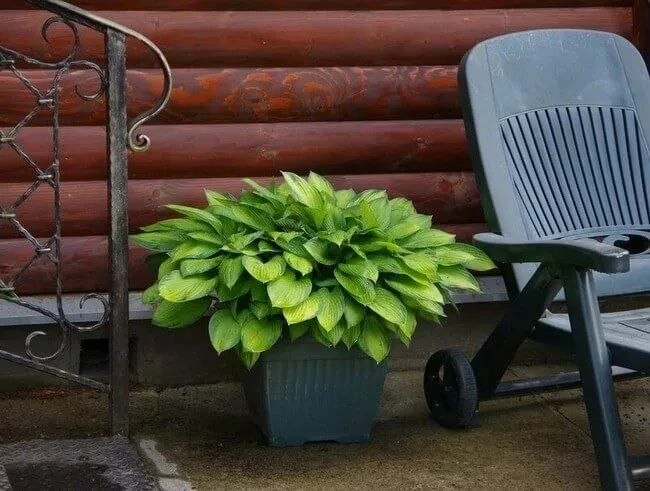Хоста 🌱