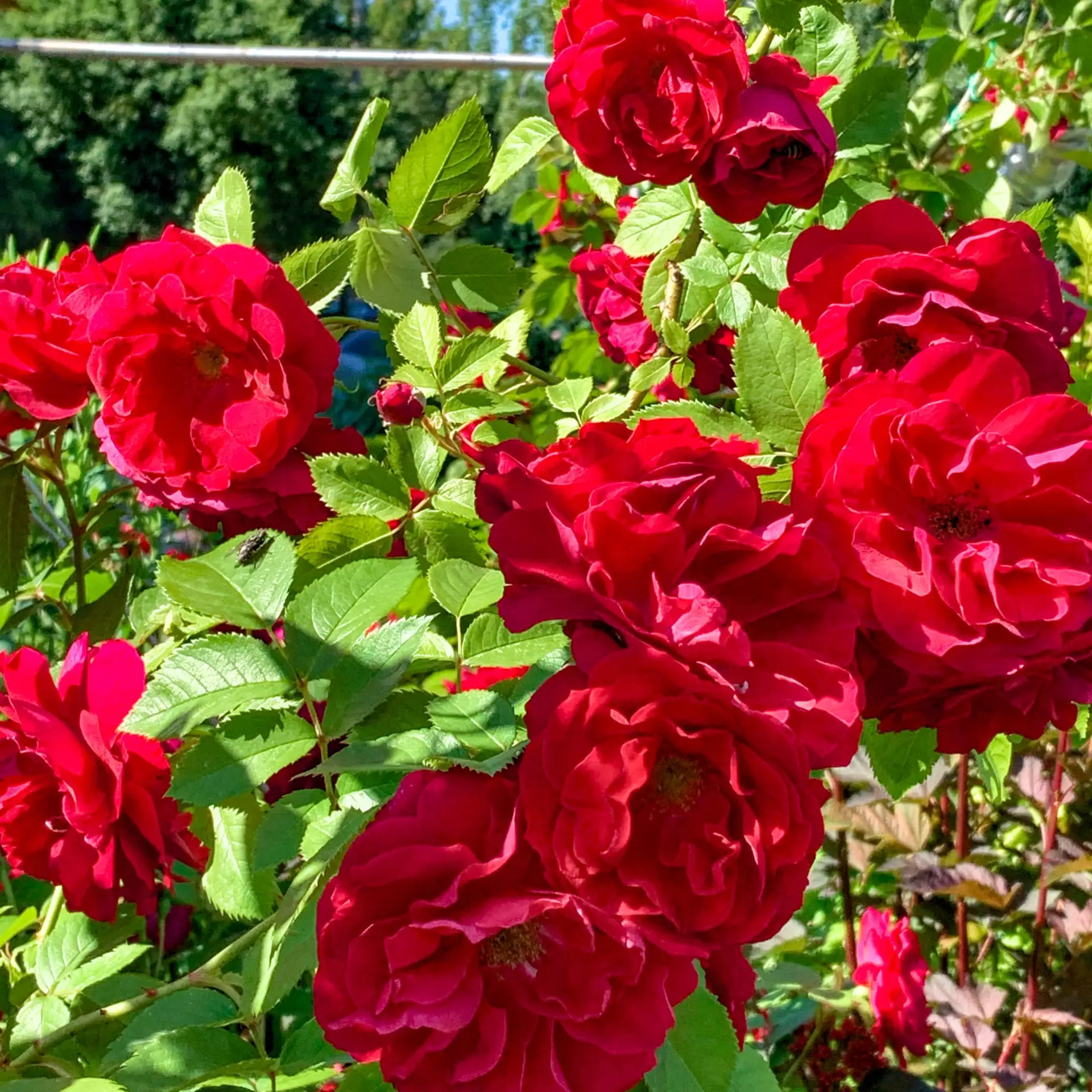 Невтерпеж: купили розы сейчас? Что с ними делать? 🌹  Сдержать себя в порыве покупки весной роз – зад
