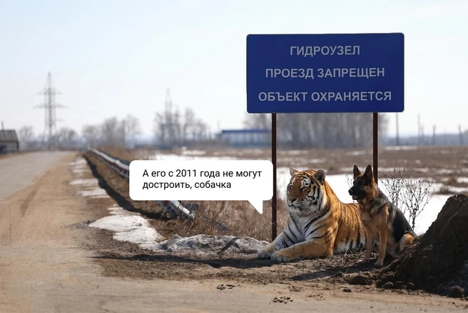 Вы наверняка видели этот мем. Тигр сидит в бассейне и задумчиво смотрит на овчарку. А р...