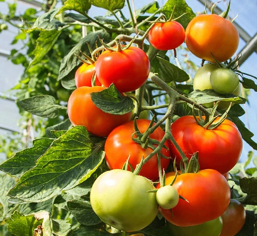 🍅 Подкормка для томатов