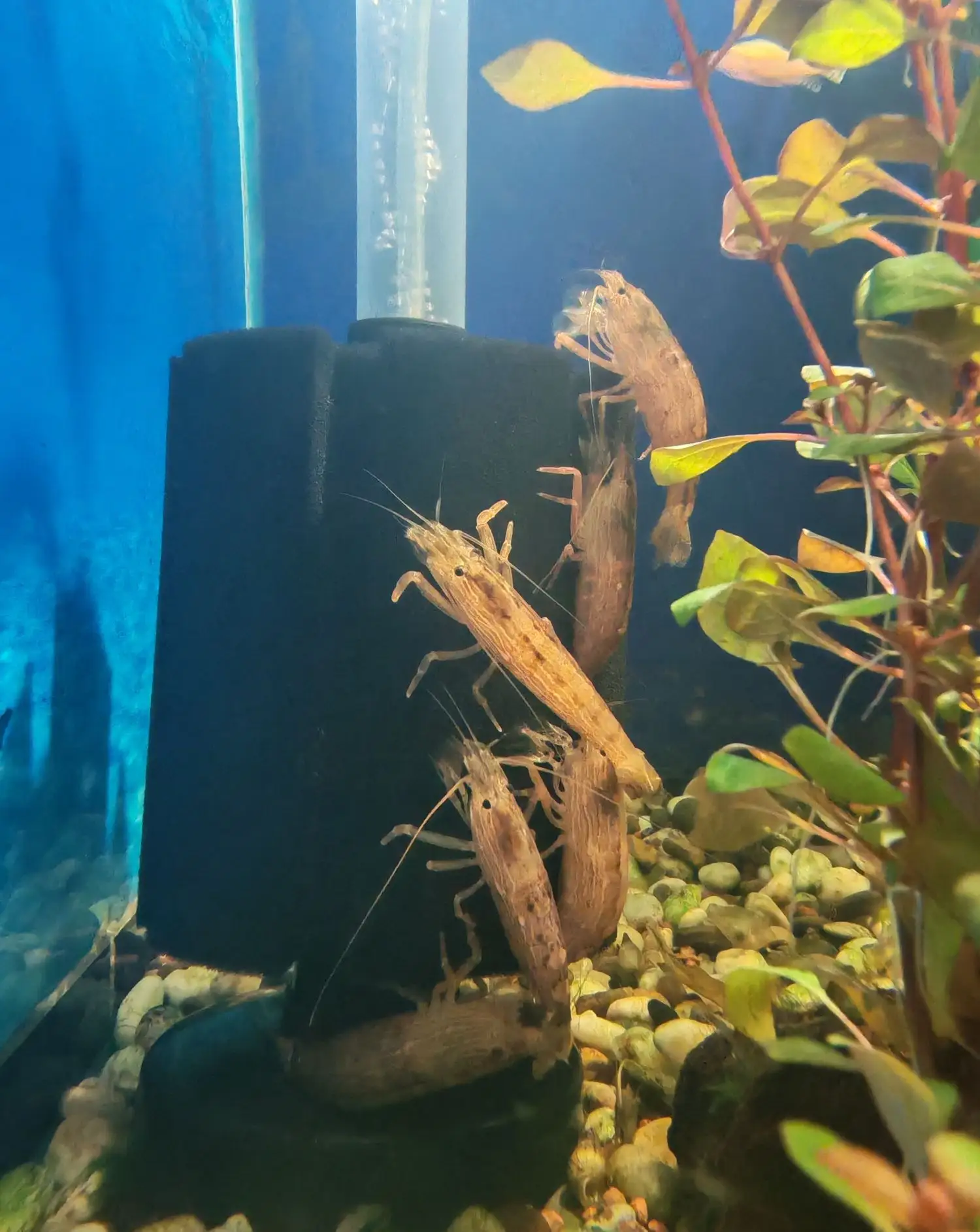 Креветка фильтратор🦂