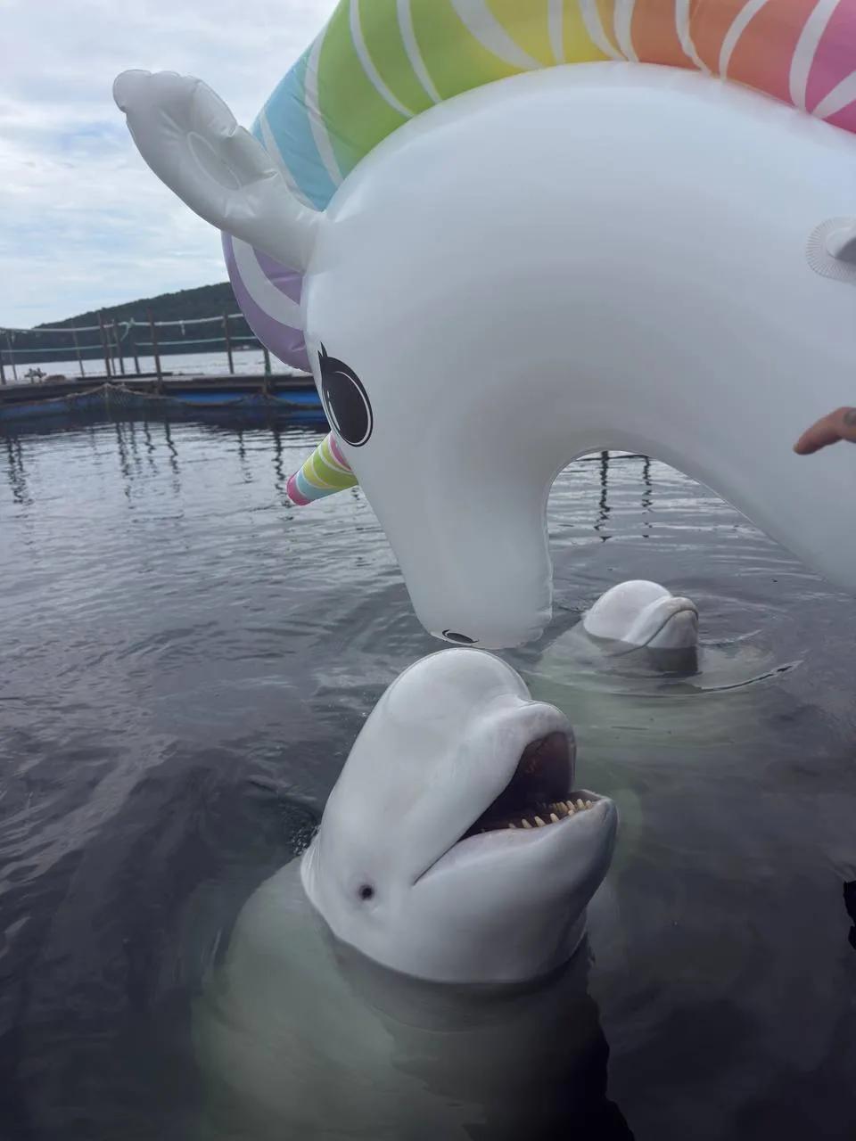 🦄 Белухи играют с единорогами? 

Да! У нас такое возможно!

🦈Новый вид обогащения среды для своих 