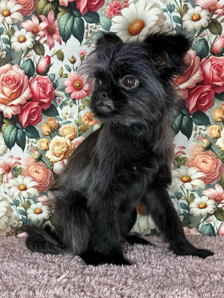 Ищет дом весёлая Гвоздика из «Домика Мелкашей»! 🌷🐕 Москва и МО  Привет, я Гвоздика! 🌸 Я — ваш личный