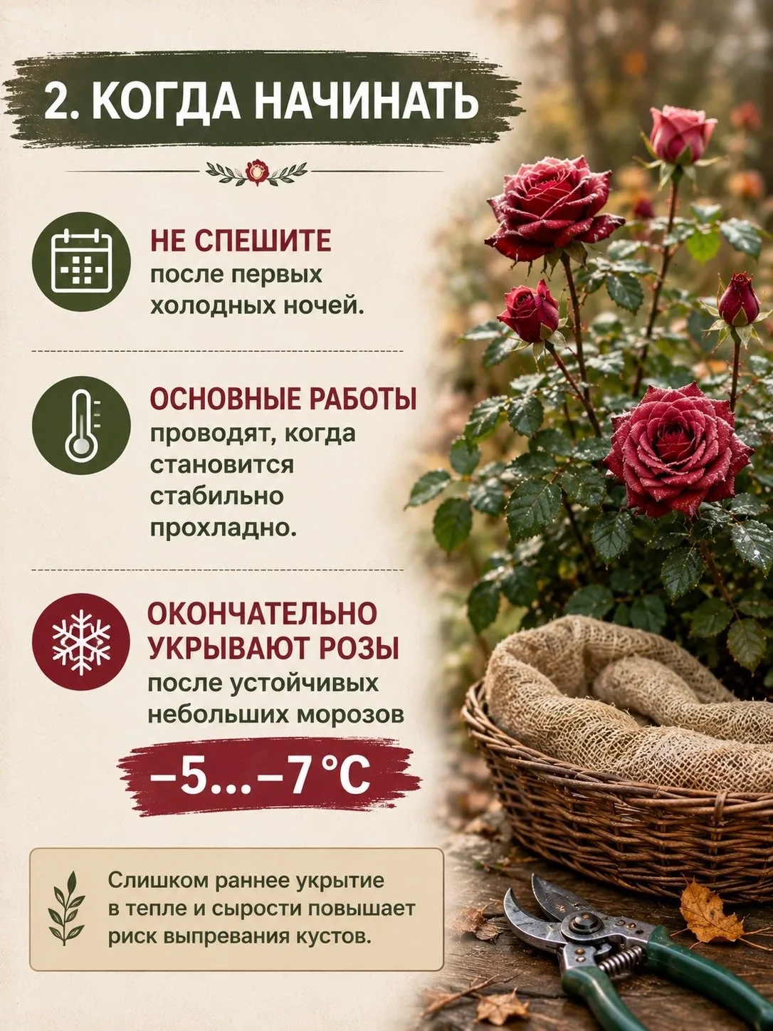 Как обрезать и укрыть розы на зиму 🌹