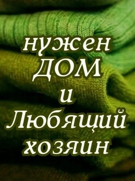 🌻Чудесный рыжий пес Фокс – солнышко нашей передержки! Он всегда в хорошем настроении и...