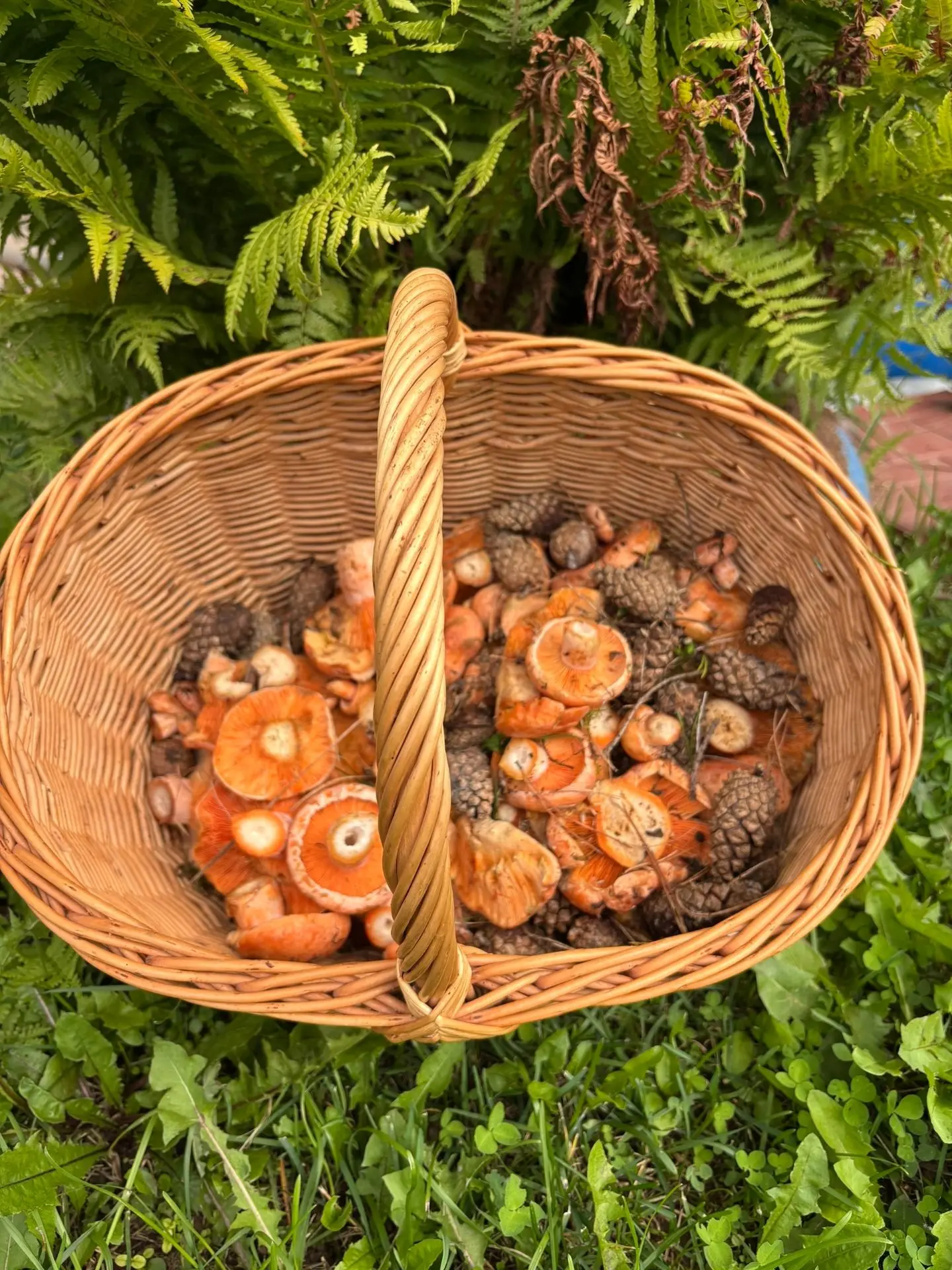 📌Ура, рыжики пошли!