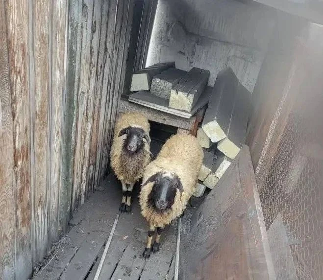 Услышал блеяние — потерял голову