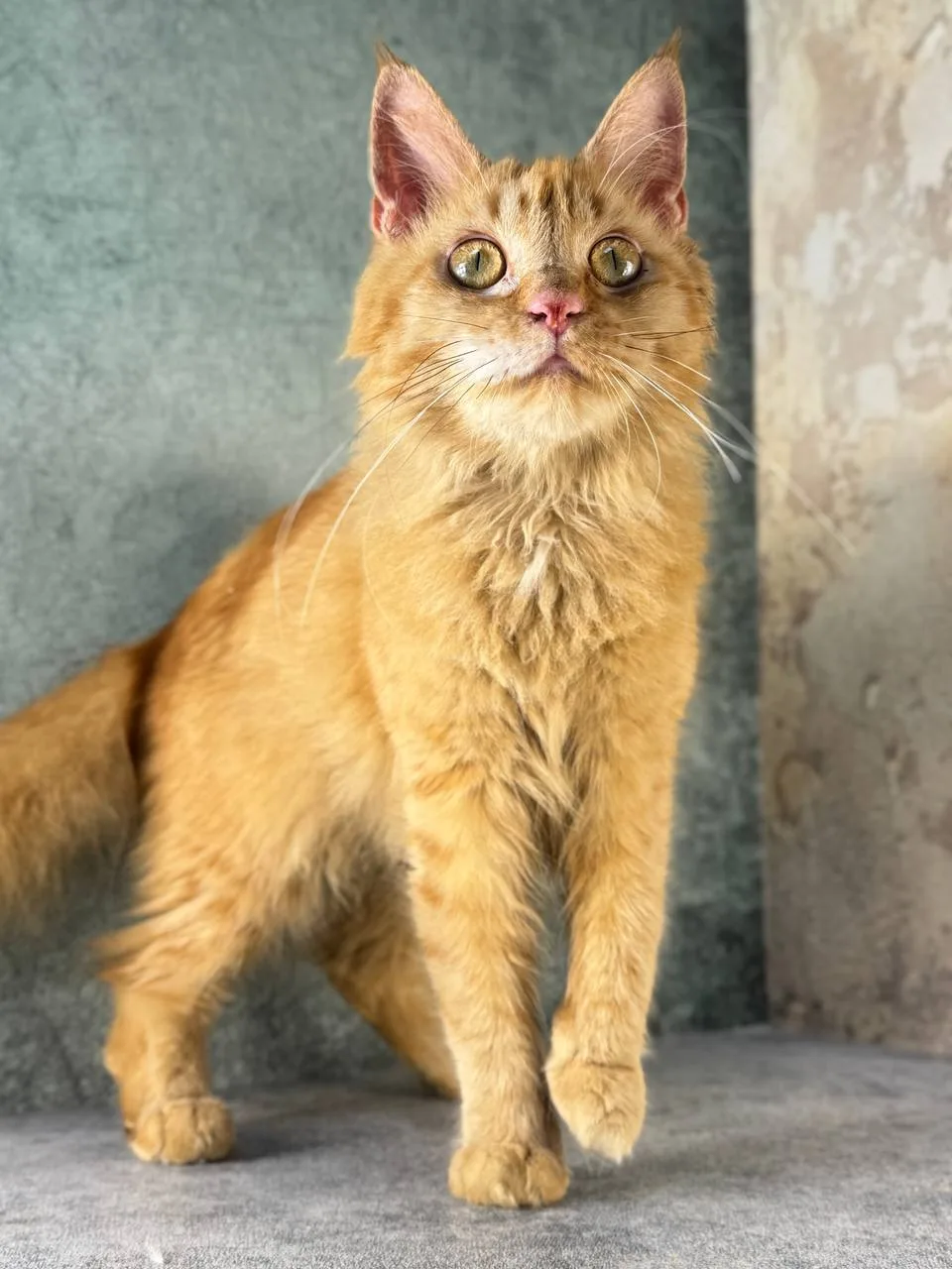 #Истра #МО
Эшли 👑

Роскошная мейн-кунья женщина, около 2 лет. Умеренно крупная, мурчащая, обожает л