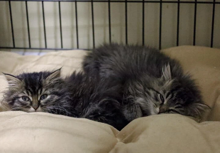 🐈‍⬛ Фестиваль в поддержку бездомных животных пройдет в Краснодаре: вход бесплатный