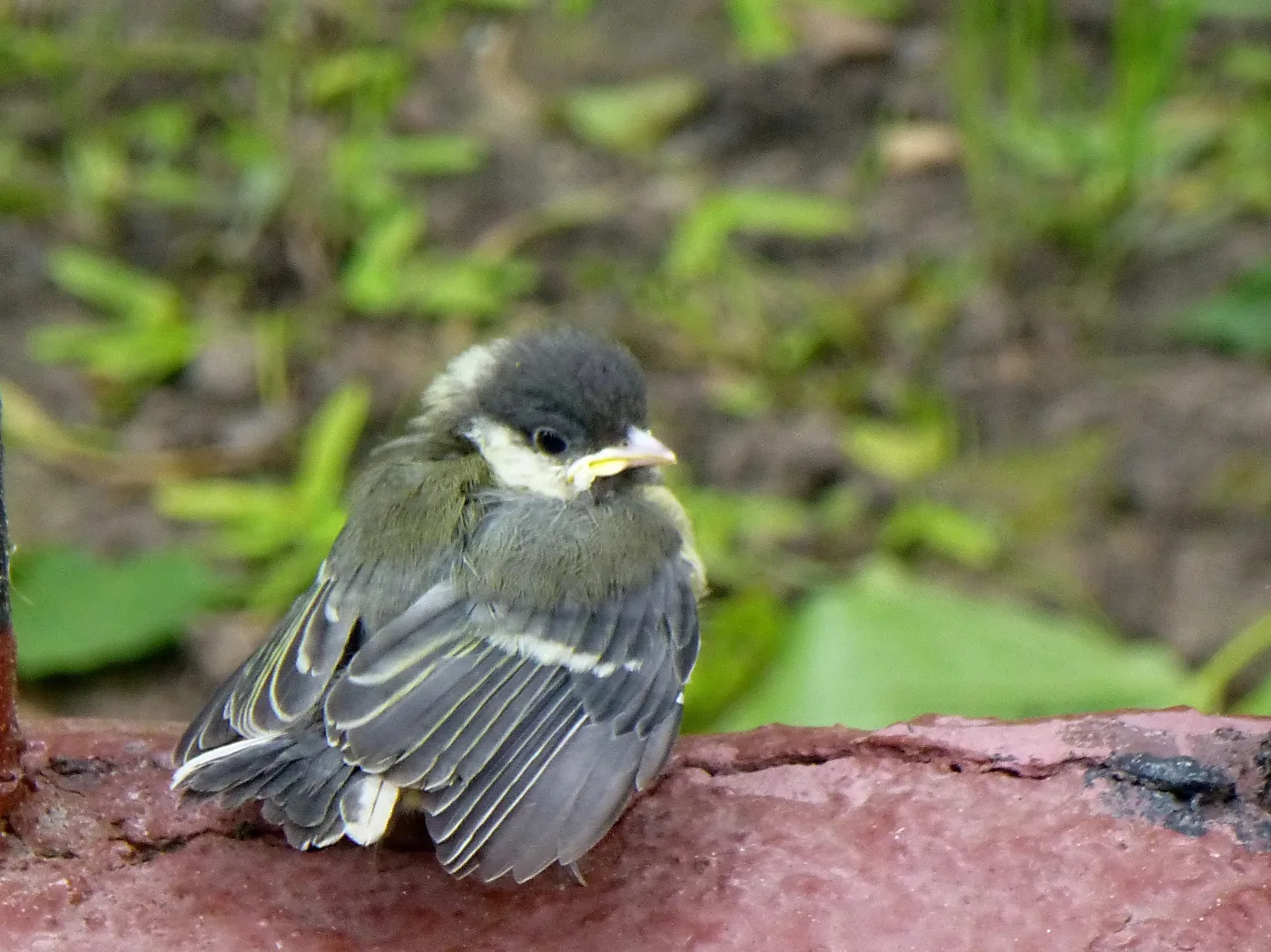 ❗ВНИМАНИЕ! Первые слетки в природе🐥! Ежегодно, с приходом тепла, повторяется одна и та...