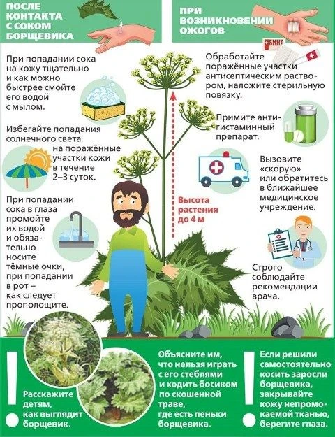 Борщевик — крайне опасное растение, особенно для детей. Его сок содержит вещества, кото...
