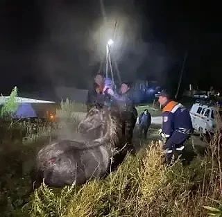 Конь провалился в колодец в Шушенском округе