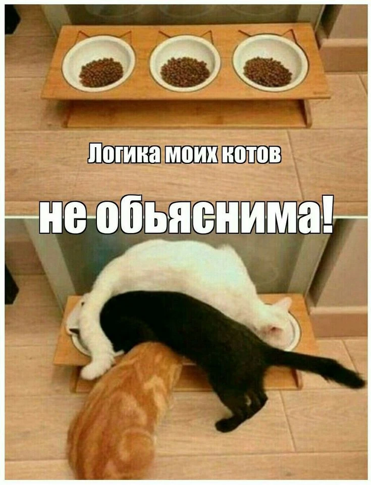 КУКУРУЗА 🌽