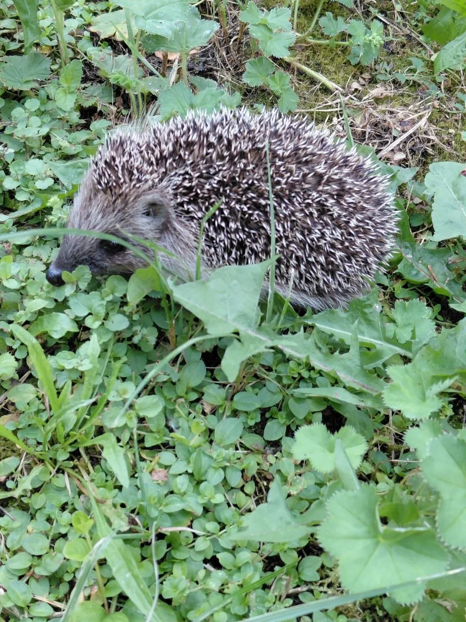 Посмотрите, какого милого жителя можно встретить в Вешняках 🦔