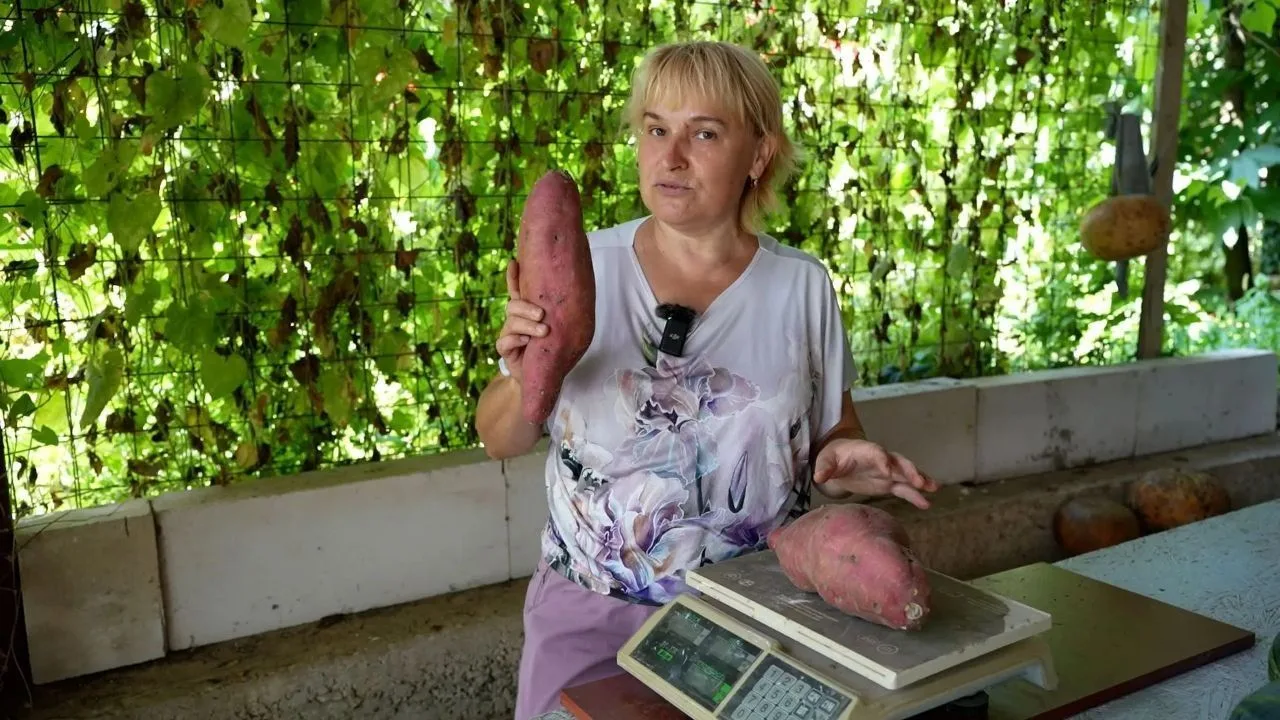 🤩 «Наполеон», «Медовое чудо» и «Виталий»: уникальные сорта батата выращивают селекцион...
