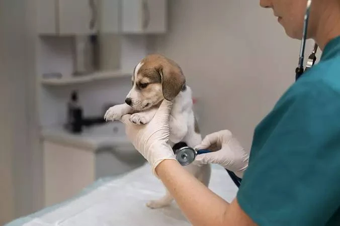 🐶 В Госдуме предложили сделать налоговый вычет на ветеринарные услуги
