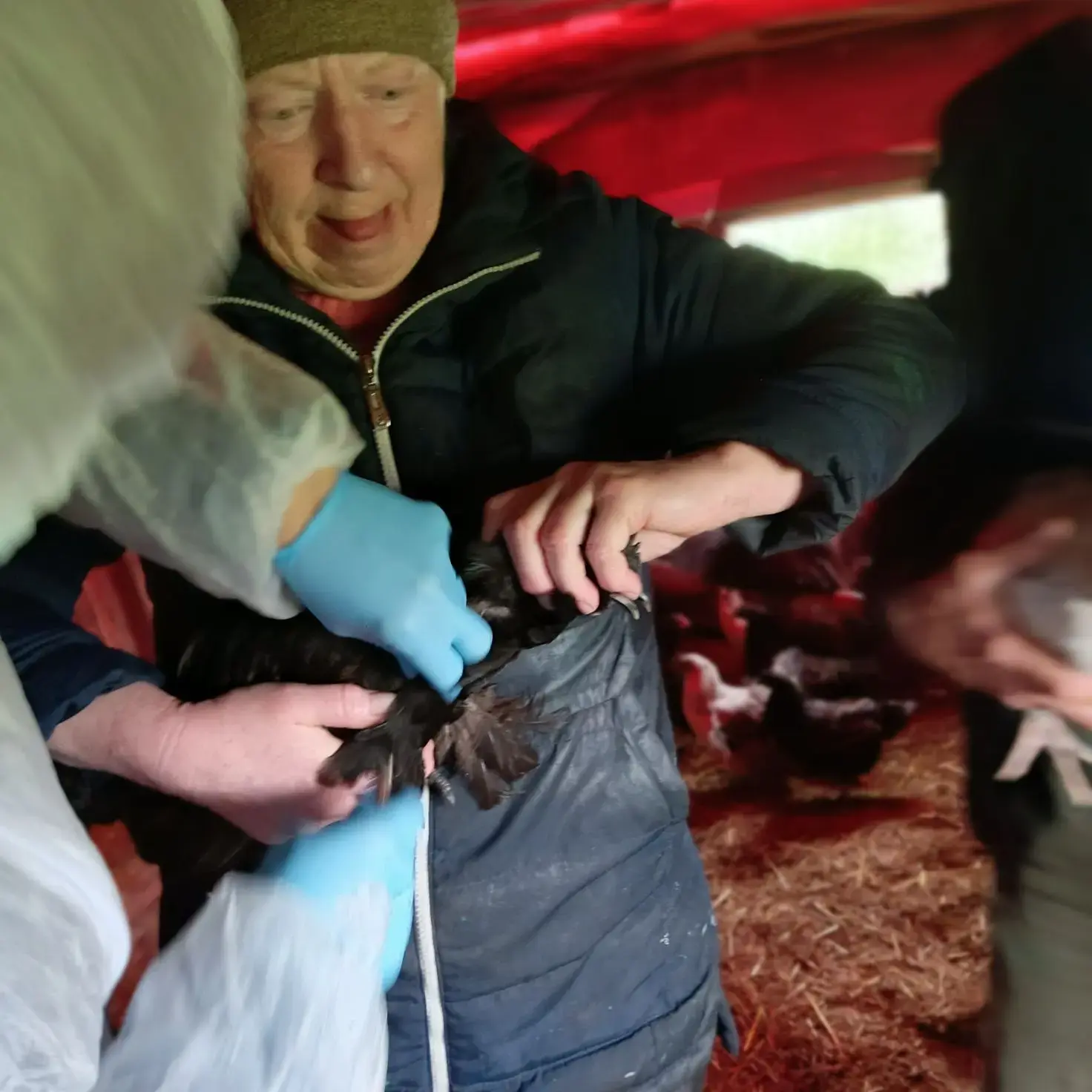В Костромской области продолжается вакцинация против высокопатогенного гриппа птиц в ли...