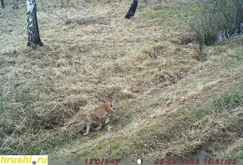 В Тарском районе Омской области фотоловушка несколько месяцев фиксирует рысь на одном м...