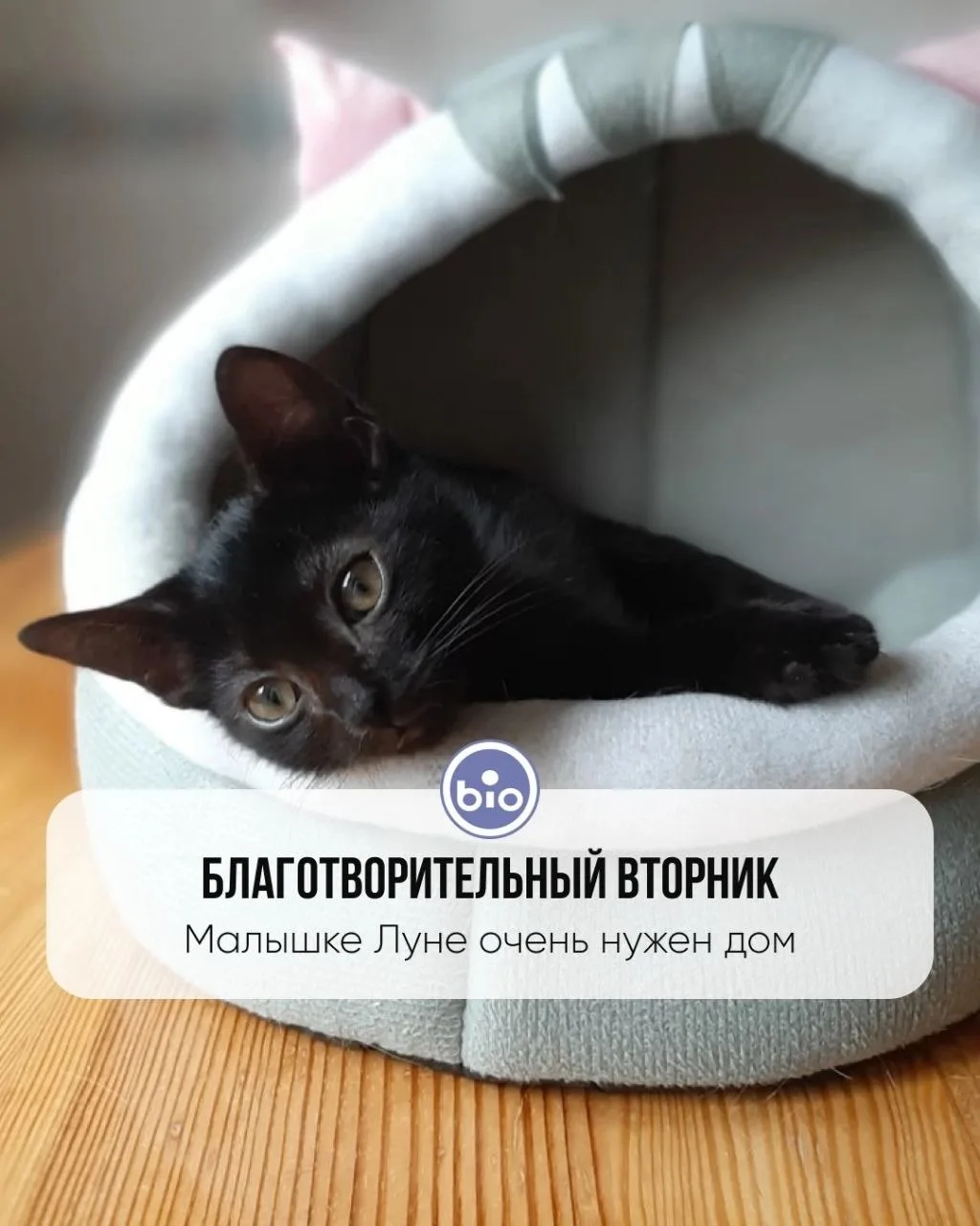 Благотворительный вторник: малышке Луне очень нужен дом.