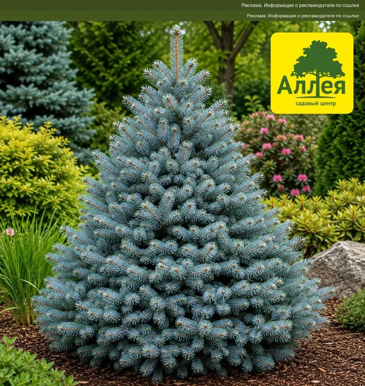 Хотите пополнить сад хвойными или плодовыми растениями? 🌲