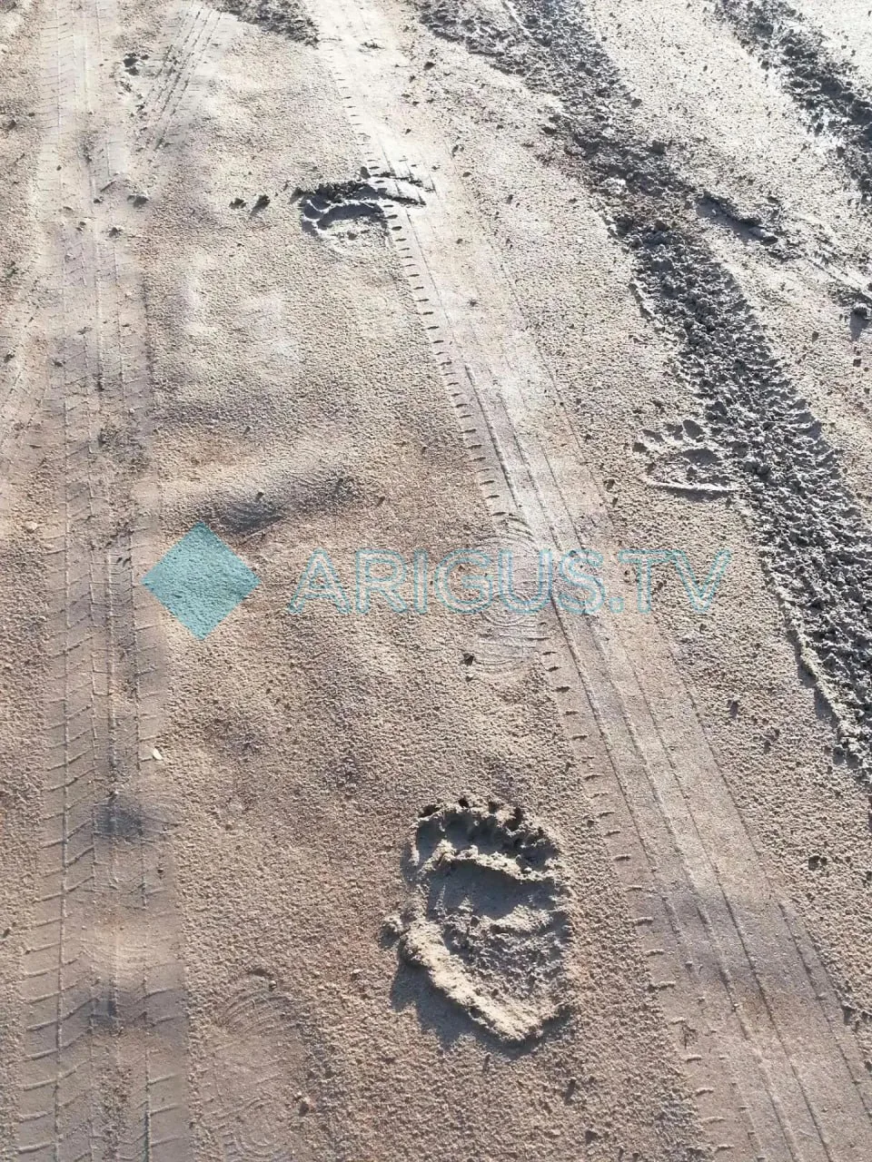 В Улан-Удэ медведь вышел на территорию садового товарищества Авиатор. Животное заметили...