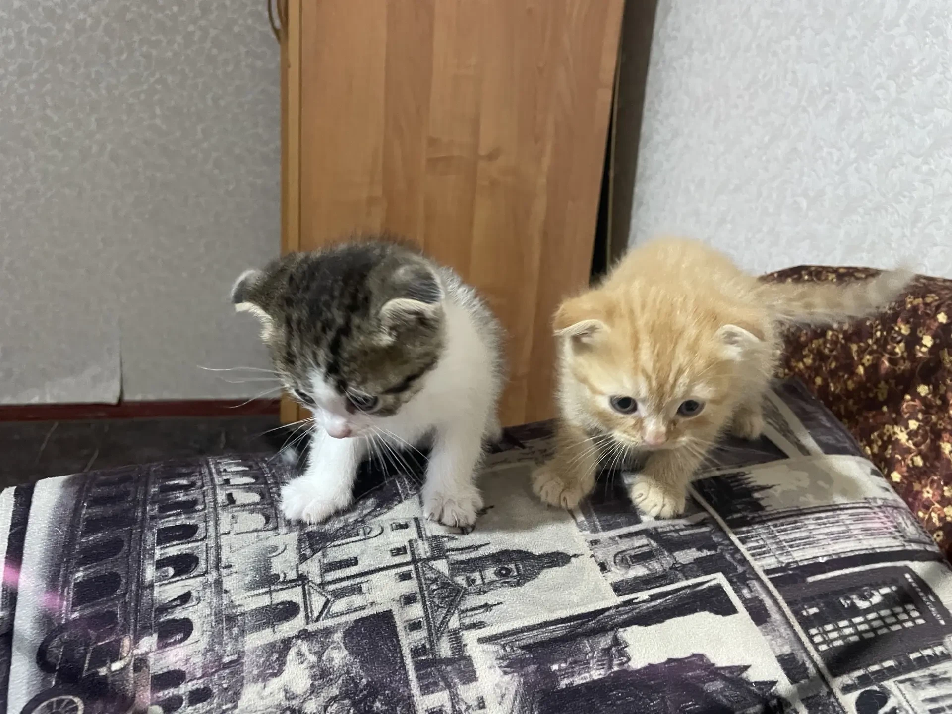 Отдам котят в добрые руки 89180565400